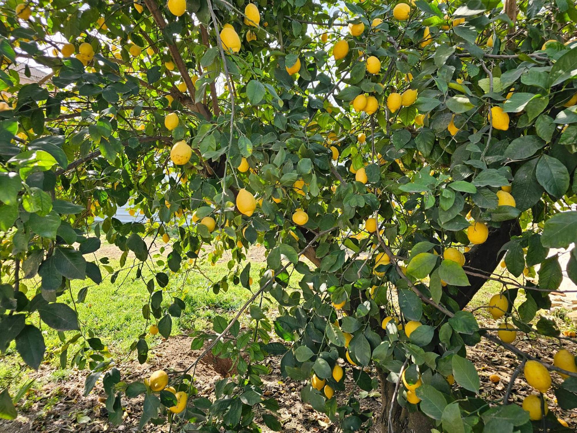 La Orquidea De Cordobaヴィラ エクステリア 写真